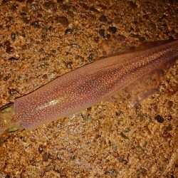 初めての小さな漁港で