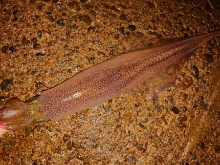 初めての小さな漁港で