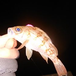 強風の中チビのみ