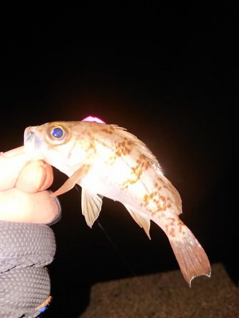 強風の中チビのみ