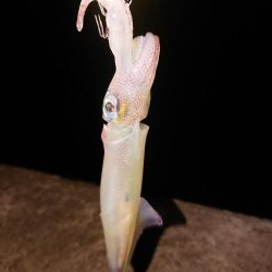 久々良型メバル