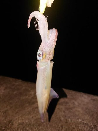 久々良型メバル