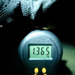 やっとこさキロオーバー出た。。(;´Д`)≡3