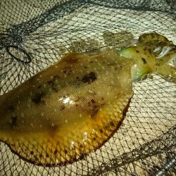 すくすくと成長。