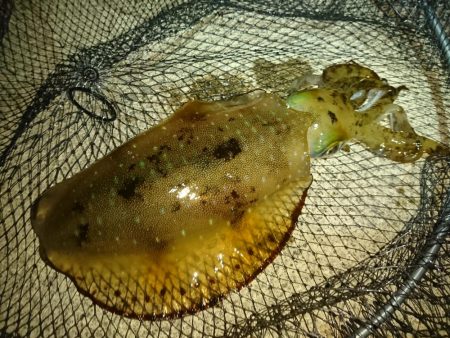 すくすくと成長。