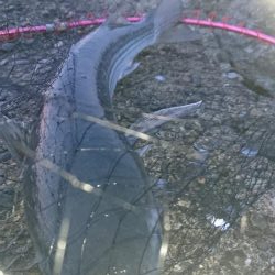 イチロースズキ