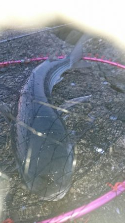 イチロースズキ