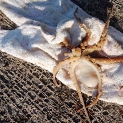 播磨新島でキス釣り