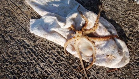 播磨新島でキス釣り