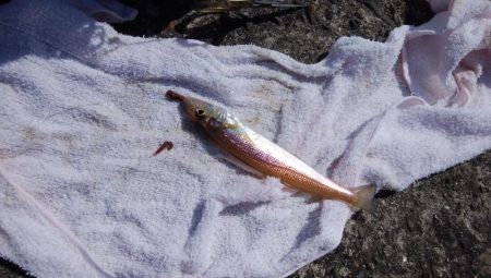 今日も播磨新島