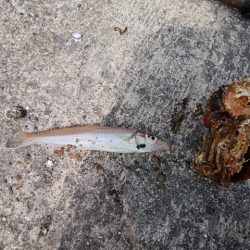 播磨新島でキス釣り