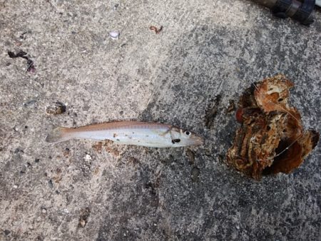 播磨新島でキス釣り