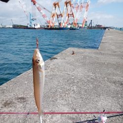 久々に良型キス５匹