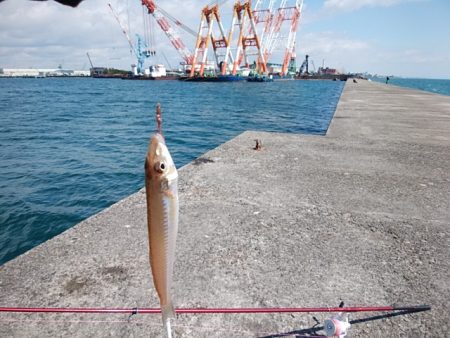 久々に良型キス５匹