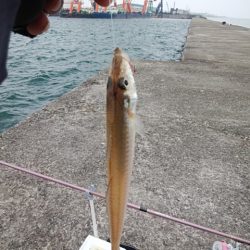 播磨新島のキス情報