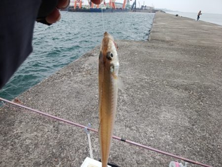 播磨新島のキス情報