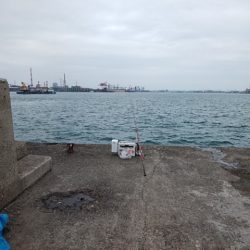 播磨新島のキス情報