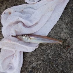 播磨新島のキス情報