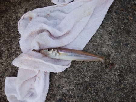 播磨新島のキス情報