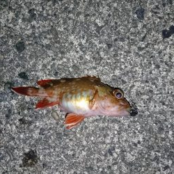 ヤリイカ狙いが…