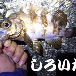 久しぶりに釣り。　アジを狙いましたが・・・