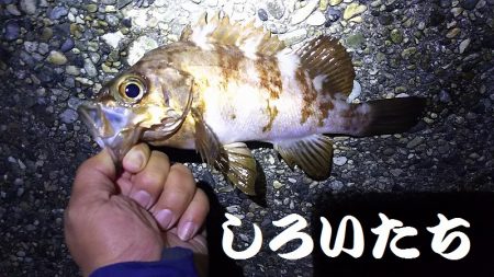久しぶりに釣り。　アジを狙いましたが・・・