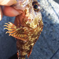 シラサでつり。