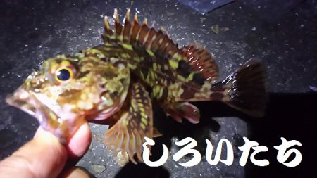 今日もガッシーがお相手。