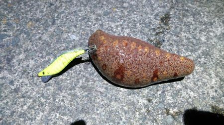 ヤリイカ最終釣行