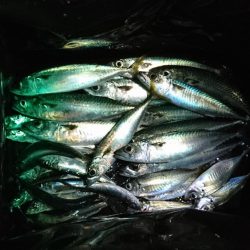 五目を求めて釣り旅、達成なり