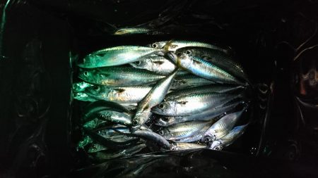 五目を求めて釣り旅、達成なり