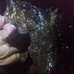 メバルが浮いてきた