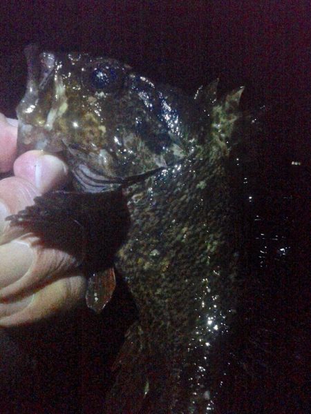 メバルが浮いてきた