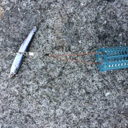 イワシのサビキ釣り