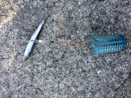 イワシのサビキ釣り