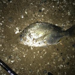 久しぶりにいいシーバス