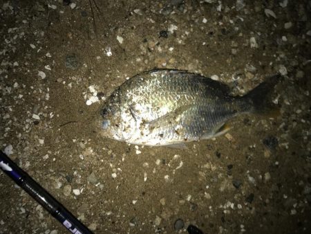 久しぶりにいいシーバス