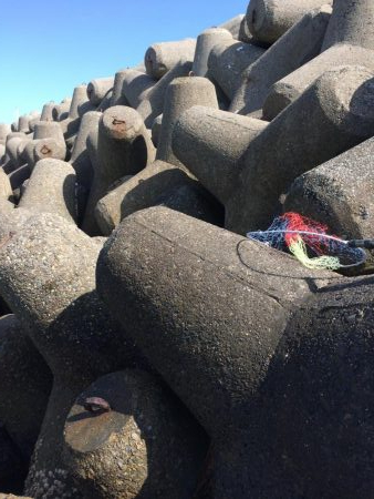 カレイ釣りに挑戦