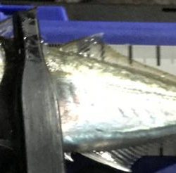 久しぶりのアジング