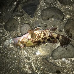 メバルを求めて！