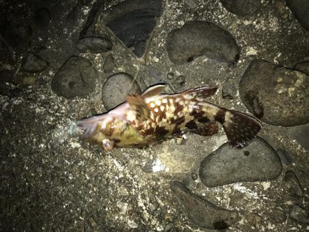 メバルを求めて！