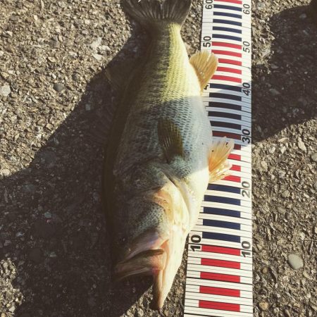 シーバスタックルでロクマル