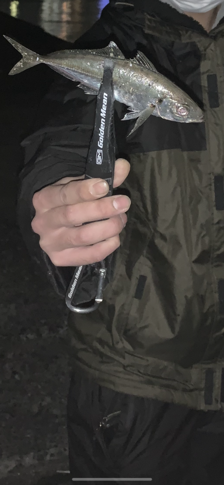 季節外れのアジ