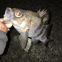 プラグでのメバル