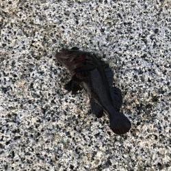 最強の虫ヘッド