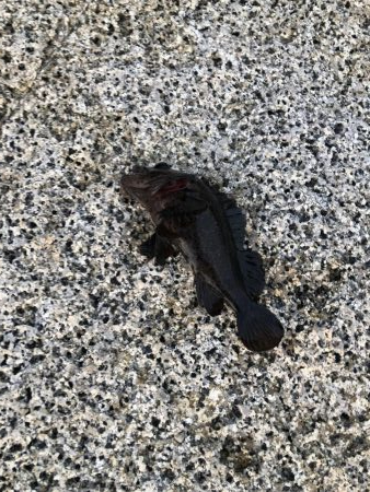 最強の虫ヘッド