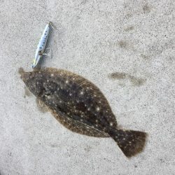 ライトショアジギング