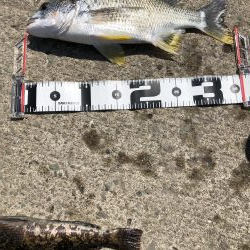 強風の中 ボウズ逃れられました！