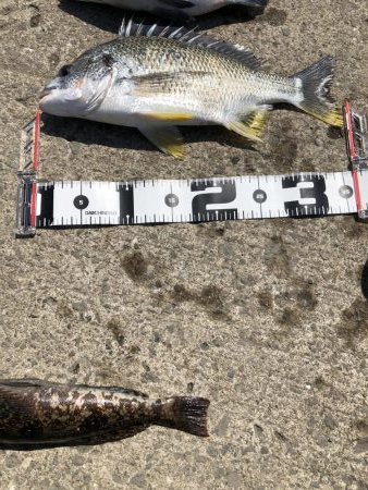 強風の中 ボウズ逃れられました！