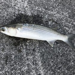 マックス武庫川店フォトコンテストに参加